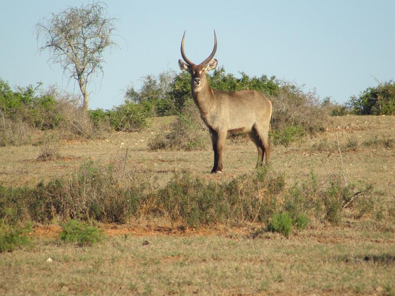 0 Bedroom Property for Sale in Kirkwood Eastern Cape